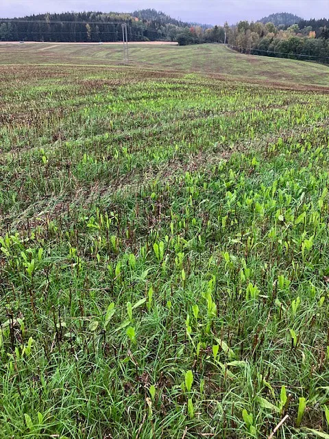 Åker der gress er i ferd med å gro