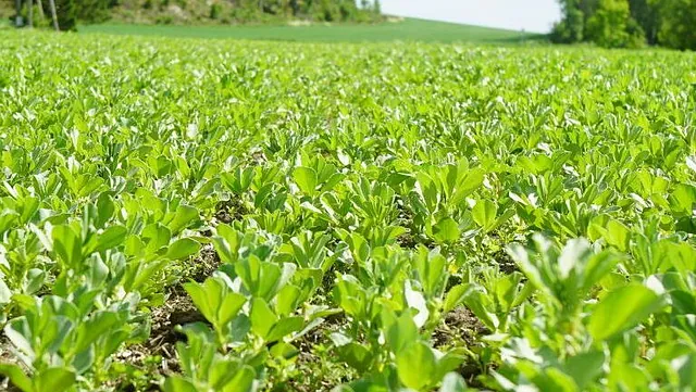 Nærbilde av grønt plantedekke og sunn jordhelse i kornåker.