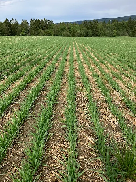 Kornåker med lave korn i rekker
