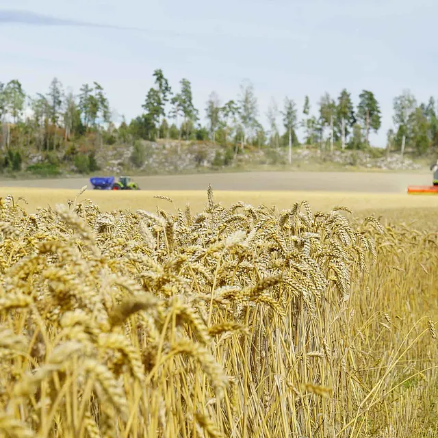 Gylne kornaks klare for tresking hos Jørgen Thorshov.