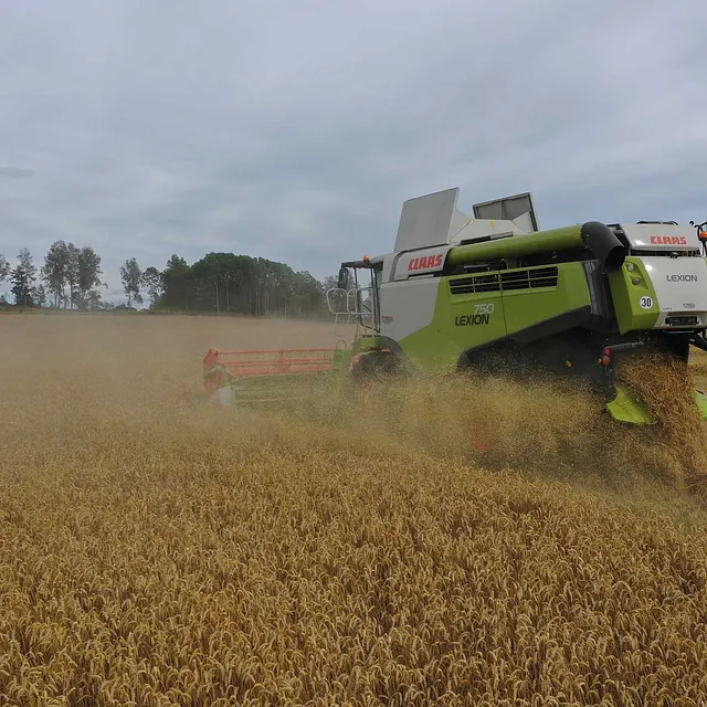 Kornhøsting i vakkert kulturlandskap ved Øyeren.