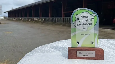 Årets ammeku produsent