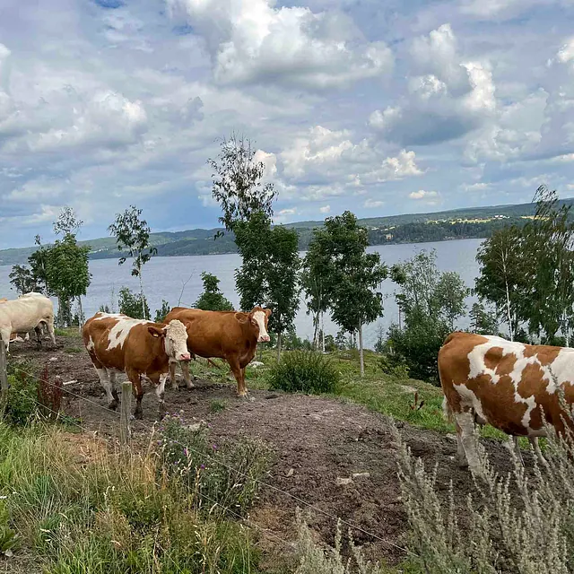 Ammekuer på sommerbeite ved Øyeren hos Jørgen Thorshov.