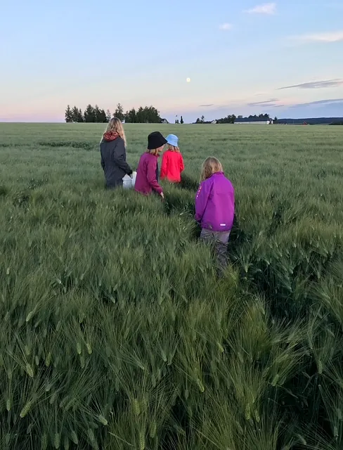 Barn går gjennom grønn kornåker