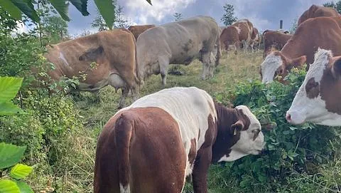 Ammeku på beite ved Øyeren i Enebakk, Akershus.